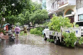 Les forces compétentes commencent à nettoyer les dégâts dans la ville de Ha Long après le passage du typhon Prapiroon. Photo : VNA