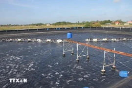 L’astaciculture de haute technologie dans la commune de Long Diên Dông (Dông Hai, Bac Liêu). Photo: VNA