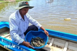 La zone de de culture riz-crevettes du district de Thoi Binh, province de Ca Mau, reçoit la certification de Bonnes pratiques agricoles (BAP) de la Global Aquaculture Alliance. Photo : VNA