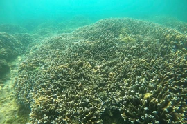 Récifs coralliens dans la baie de Nha Trang. Photo: VNA