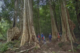 L’arbre géant “tung” attire de nombreux touristes dans le parc national de Cat Tien. Photo : Tang A Pâu