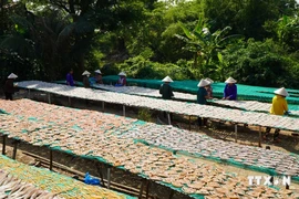 Des femmes du village de Phu Tho manipulant des poissons séchés sur des étagères de séchage. Photo: VNA