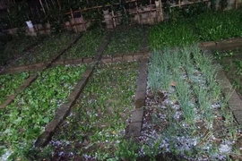 Heavy showers, hail hit Lao Cai
