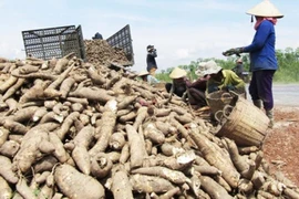 Les exportations de manioc devraient atteindre 2 milliards de dollars d'ici 2030
