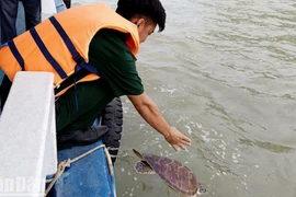 坚江省将一只海龟放归自然
