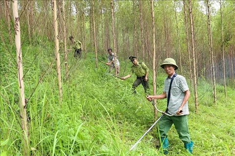 Forest rangers and local residents tend to a large-timber forest in Dong Vuong commune of Yen The district, Bac Giang province. (Photo: VNA)