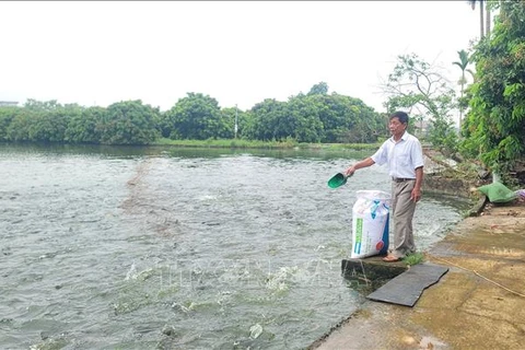 A resident in Thu Phu commune of Hanoi's Thuong Tin district, feeds fish at his farm that follows VietGap standards. (Photo: VNA)