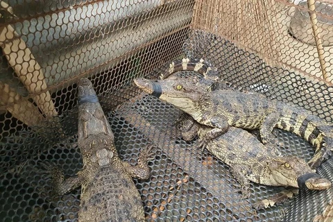 The official export to China is expected to provide an impetus for crocodile farming in Vietnam to develop sustainably. (Photo: VNA)