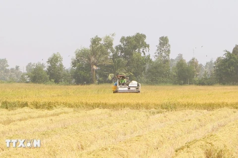 Harvesting rice on a field in My Binh commune of Nga Nam township, Soc Trang province. (Photo; VNA)