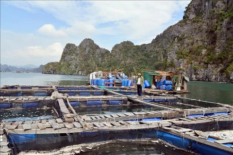 Fish cages of a resident in Cam Thuy ward of Cam Pha city, Quang Ninh province, were damaged by Typhoon Yagi. (Photo: VNA)