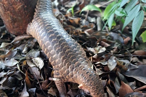 The Sunda (Manis Javanica) pangolin was handed over to forest rangers of Binh Phuoc province on November 5. (Photo: VNA)