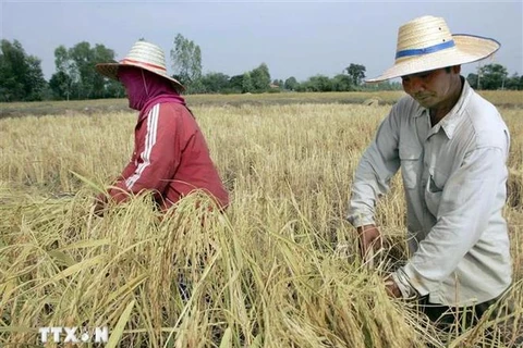 Thai farmers harvest rice on a paddy field. (Photo: AFP/VNA)