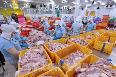 Workers sort tra fish fillets at a factory in Vietnam. (Photo: VNA)