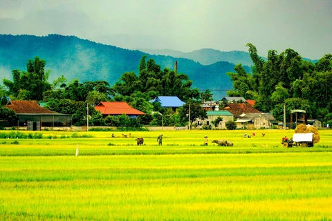 Un paysage paisible domine le champ de Muong Thanh. Photo : VNA