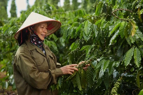 Les prix à l’exportation et le chiffre d’affaires des exportations de café augmentent au cours des 9 premiers mois de 2024. Photo: Vietnamplus