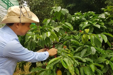 HSBC pondera realce mundial de agricultura vietnamita 