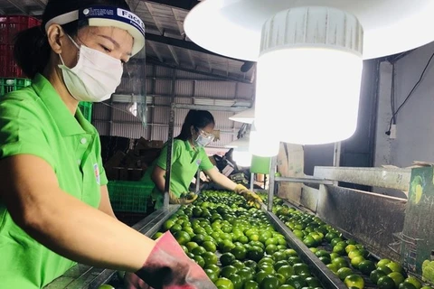 Los limones de Long An no solo sirven al mercado nacional, sino también a los mercados internacionales, como la Unión Europea, el Reino Unido, Rusia, Nueva Zelanda, los Países Bajos y Oriente Medio. (Foto: Quang Anh)