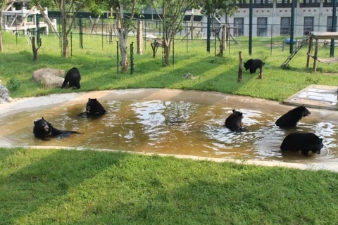 Los osos juegan en el Centro de Rescate de Osos de Vietnam en la zona de amortiguamiento del Parque Nacional Tam Dao, provincia de Vinh Phuc. (Foto: Vietnam+)