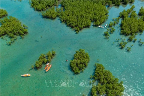 Bosque de manglares de Dam Bay, en la Bahía de Nha Trang, provincia de Khanh Hoa, visto desde arriba. (Fuente: VNA)