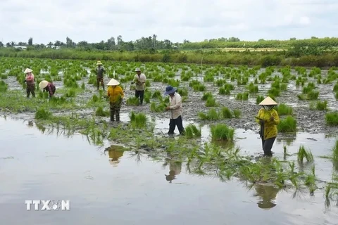 Agricultores de la provincia de Ca Mau siembran semillas de arroz en tierras de cultivo de camarones. (Fuente: VNA)