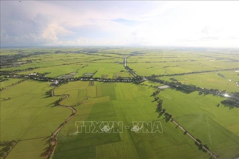 Campos de arroz en el Delta del Mekong vistos desde arriba. Foto de ilustración (Fuente: VNA)