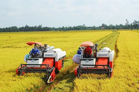 Vietnam se fija el objetivo de tener un millón de hectáreas de arroz de alta calidad y bajas emisiones para 2030. (Fuente: vneconomy.vn)