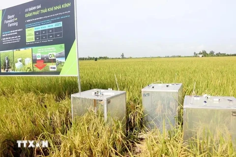 Se utiliza equipo para medir las emisiones de gases de efecto invernadero en un modelo de cultivo de arroz orgánico en Can Tho. (Fuente: VNA)