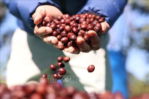 A pesar de ser un importante exportador de café en el mundo, Vietnam todavía exporta este producto principalmente en forma cruda. Foto de ilustración (Fuente: VNA)