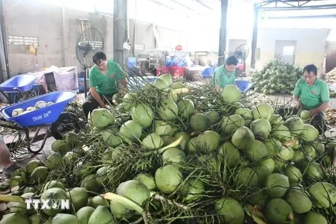 Procesamiento preliminar de cocos frescos para exportación en la compañía Mekong Fruit, comuna de Huu Dinh, distrito de Chau Thanh, provincia de Ben Tre. (Fuente: VNA)