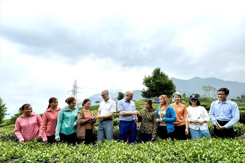加拿大驻越南大使馆工作代表团考察莱州省三堂县的茶叶种种模式。图自越通社