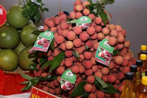 北江省陆岸县的荔枝产品已获国家地理标志保护。图自越通社