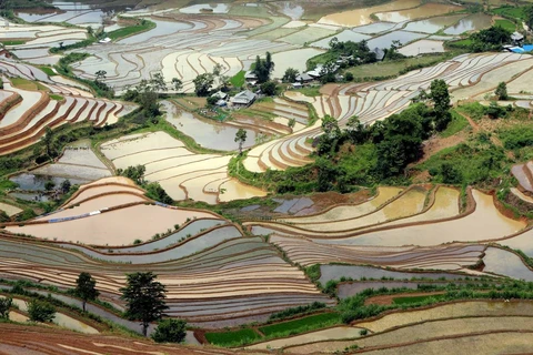Vues sous n’importe quel angle, les rizières en terrasses sont un véritable spectacle pour les touristes. Photo : Quy Trung/VNA