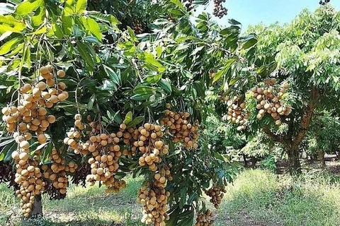 Le longane, une spécialité de la province de Hung Yen est un fruit tropical riche en nutriments. Photo : VNA