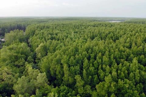 Forêts de mangroves – carbone bleu