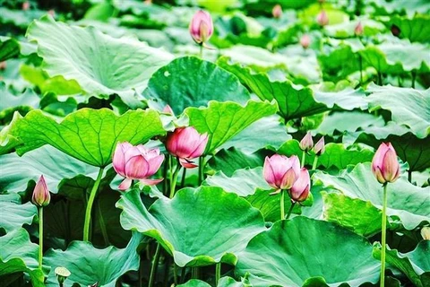 Un estanque de lotos en Hanoi. (Foto_ VNA)