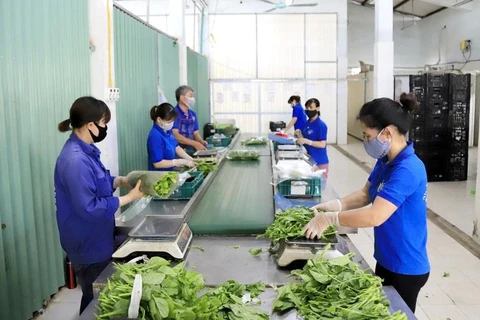 En una fábrica de producción de vegetales limpios en Hanoi. (Foto: VNA)