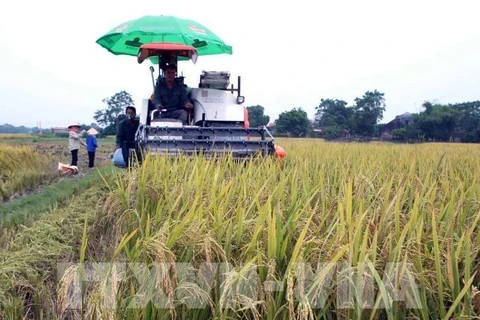 La provincia de Bac Giang promueve el turismo rural. (Foto: VNA)