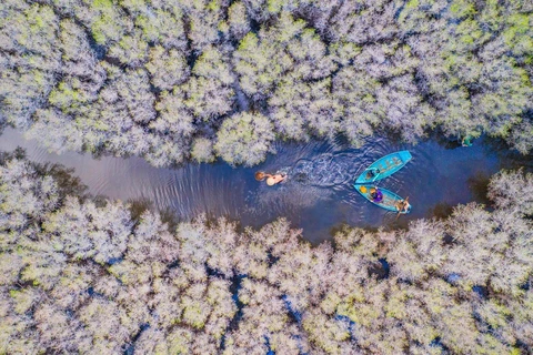 Efforts pour restaurer et préserver la « ceinture verte » des mangroves 