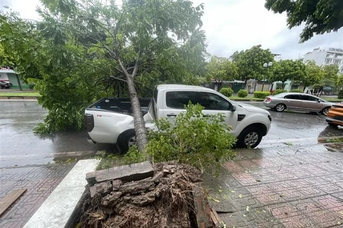 Un arbre tombé dans le quartier de Long Bien à Hanoi, écrasant une voiture garée au bord de la rue. Photo : VNA