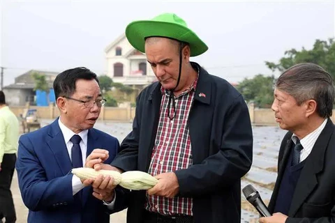 Le ministre cubain de l'Agriculture Ydael Jesús Pézez Brito visite l'Institut de recherche sur les cultures de la Société par actions de Thai Binh. Photo : VNA