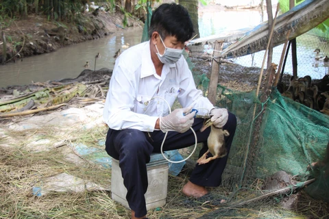 Veterinarian in Vi Thuy district, Hau Giang province vaccinate poultry (Photo: VNA)