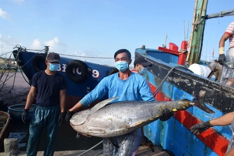 A local fisherman carries a sea tuna at the Tam Quan fishing port in Binh Dinh province, which is famous for tuna fishing, processing and trading. (Photo: danviet.vn)