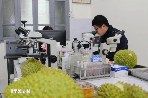 Plant Quarantine staffs at Huu Nghi border gate check exported agricultural products. (Photo: VNA)