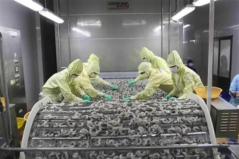 Shrimp processing for export (Photo: VNA)