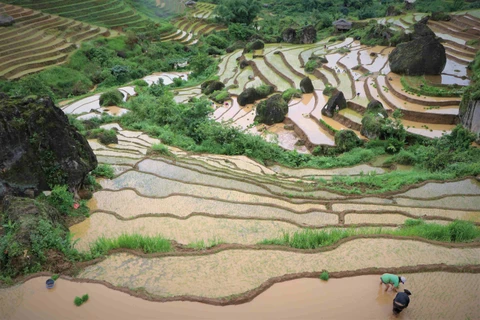 越南旅游：莱州省昆呵乡注水季节梯田美成水彩画