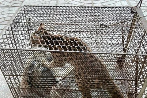 The 1.7kg leopard cat (Prionailurus bengalensis) handed over to the wildlife rescue, conservation, and development centre of the Phong Nha - Ke Bang National Park on May 3. (Photo: VNA)