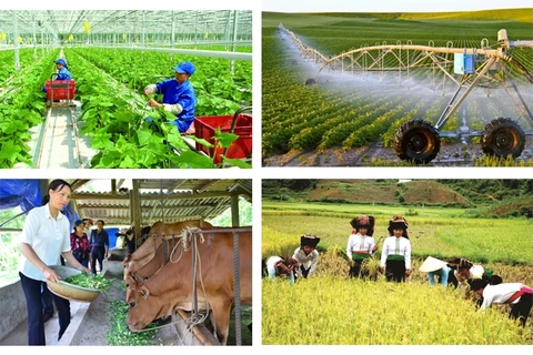 A nationwide rural and agricultural census will begin on July 1 next year, aiming to gather comprehensive data on various aspects, including the current status of agro-forestry-fishery production, rural conditions, and rural residents. (Photo: baochinhphu.vn)