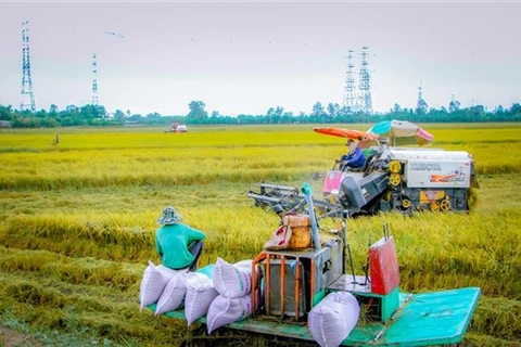 Rice harvest in the Mekong Delta city of Can Tho. (Photo: VNA)