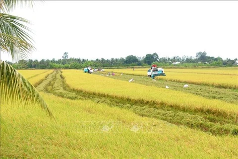 At the Tien Thuan cooperative's rice field in Vinh Thanh district, Can Tho city, a combine harvesters collect the first summer-autumn crop of high-quality, low-emission rice. (Photo: VNA)