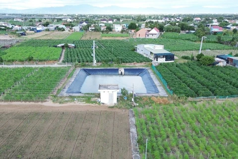 High-tech application in asparagus production area at the Tuan Tu general service cooperative in Ninh Thuan province. (Photo: VNA)